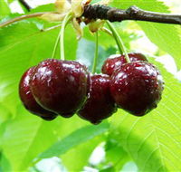 Red Hill Cherry Farm - Phillip Island Accommodation