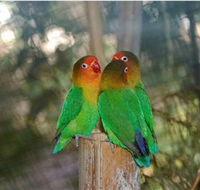 Ballarat Bird World - Phillip Island Accommodation