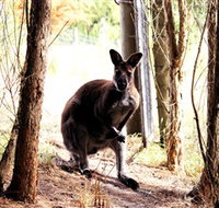 Great Ocean Road Wildlife Park - Phillip Island Accommodation