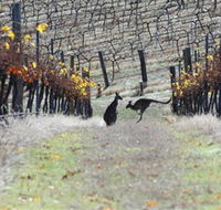 Blue Pyrenees Estate - Phillip Island Accommodation