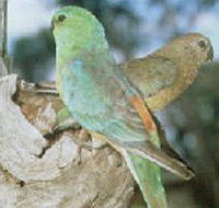 Lake Albacutya Regional Park - Phillip Island Accommodation