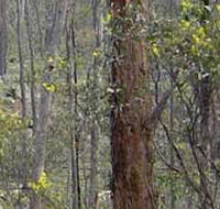 Heathcote-Graytown National Park - Phillip Island Accommodation