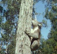 Creswick Regional Park - Phillip Island Accommodation