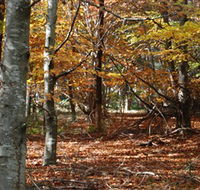 RJ Hamer Arboretum - Phillip Island Accommodation