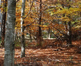 RJ Hamer Arboretum - Phillip Island Accommodation 0