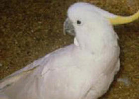 Plenty Gorge Park - Phillip Island Accommodation 0