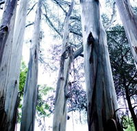 Dandenong Ranges National Park - Phillip Island Accommodation