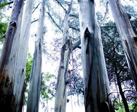 Dandenong Ranges National Park - Phillip Island Accommodation 0