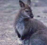 Churchill National Park - Phillip Island Accommodation