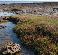 Ricketts Point Marine Sanctuary - Phillip Island Accommodation