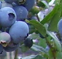 Tuckerberry Hill - Phillip Island Accommodation