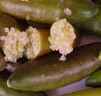 Sandy Creek Olives and Finger Limes - Phillip Island Accommodation