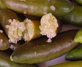 Sandy Creek Olives And Finger Limes - Phillip Island Accommodation 0