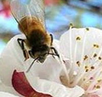 Clayridge Honey - Phillip Island Accommodation