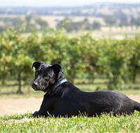 Moothi Estate Vineyard and Cellar Door - Phillip Island Accommodation