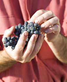 Brown Magpie Wines - Phillip Island Accommodation 0