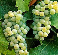 Clover Hill Vineyard - Phillip Island Accommodation