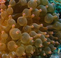 Coral Gardens Dive Site Mooloolaba - Phillip Island Accommodation