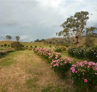 Damasque Rose Oil Farm - Phillip Island Accommodation