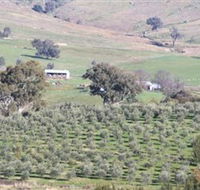 Wymah Organic Olives and Lambs - Phillip Island Accommodation