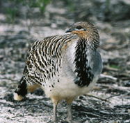 Yongergnow Australian Malleefowl Centre - Phillip Island Accommodation