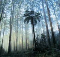 Yarra Ranges National Park - Phillip Island Accommodation