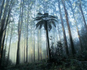Yarra Ranges National Park - Phillip Island Accommodation 0