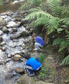 Shelley Forest Camp - Phillip Island Accommodation 2