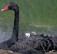 French Island Marine National Park - Phillip Island Accommodation