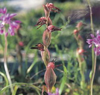 Carnamah-Eneabba Wildflower Drive - Phillip Island Accommodation