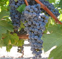 Joshuas Fault Wine - Phillip Island Accommodation