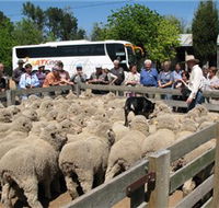 Gold Creek Station - Phillip Island Accommodation