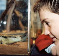 Canberra Reptile Zoo - Phillip Island Accommodation