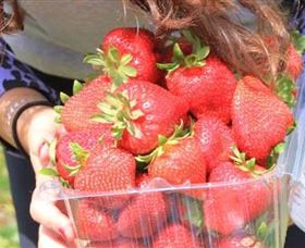 Mia Cucina Walking Food Tours - Phillip Island Accommodation 5