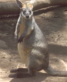 Sydney Incognita - Phillip Island Accommodation 6