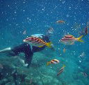 Imagine Cruises - Phillip Island Accommodation