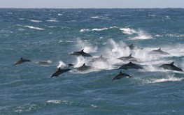 Phillip Island Accommodation