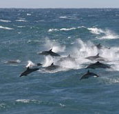 Tamboi Queen Cruises - Phillip Island Accommodation