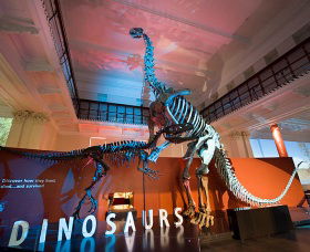 Australian Museum - Phillip Island Accommodation 0