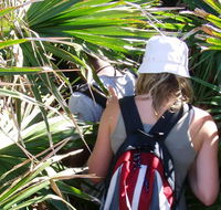 Palm Jungle loop track - Phillip Island Accommodation