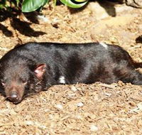 Symbio Wildlife Park - Phillip Island Accommodation