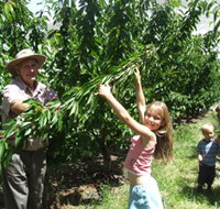 Forest Range Cherries - Phillip Island Accommodation