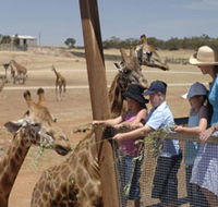 Monarto Open Range Zoo - Phillip Island Accommodation