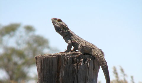 Nilla Yannagalang Billana - Phillip Island Accommodation 2