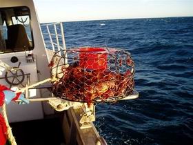 Lacepede Seafood - Phillip Island Accommodation 1