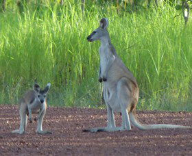 Djukbinj National Park - Phillip Island Accommodation 1