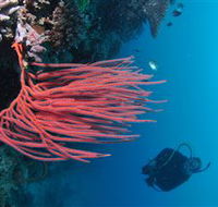 Eddy Reef Dive Site - Phillip Island Accommodation