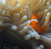 Beaver Reef Dive Site - Phillip Island Accommodation