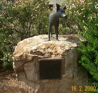 Dingo Statue - Phillip Island Accommodation