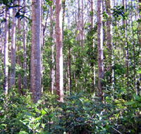 Cathu State Forest - Phillip Island Accommodation